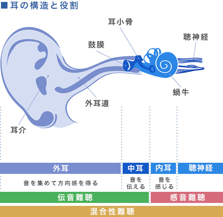 耳の構造と役割